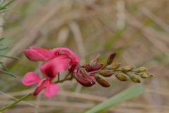 Indigofera hedyantha