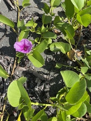 Ipomoea pes-caprae