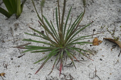 Stylidium luteum