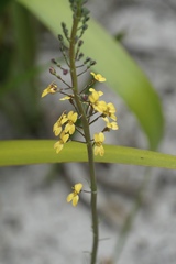 Stylidium luteum