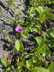 Ipomoea pes-caprae