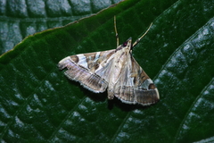Agrioglypta fulguralis