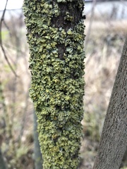 Xanthoria parietina