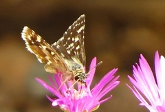 Alenia sandaster