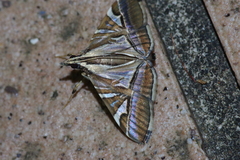 Agrioglypta fulguralis