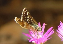 Alenia sandaster