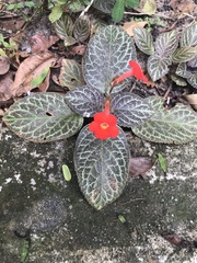 Episcia cupreata