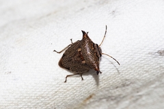 Alcimocoris japonensis