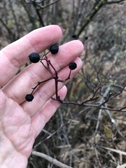 Cornus sanguinea