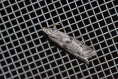 Glyptoteles leucacrinella