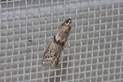 Glyptoteles leucacrinella