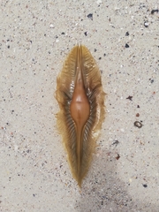 Callorhinchus capensis