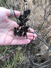 Cornus sanguinea