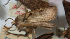 Agrotis segetum