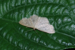 Scopula nesciaria