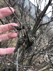 Cornus sanguinea