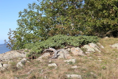 Juniperus communis hemisphaerica