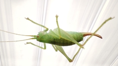 Cyrtaspis scutata
