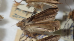 Agrotis segetum