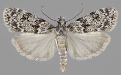 Scoparia basistrigalis