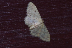 Idaea sakuraii