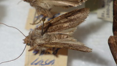 Agrotis segetum