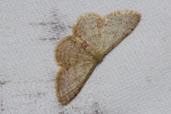 Idaea sakuraii