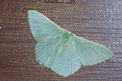 Thalassodes intaminata