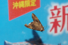 Ercheia dubia