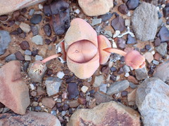 Didymaotus lapidiformis