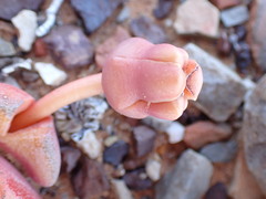 Didymaotus lapidiformis