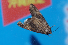 Ercheia dubia