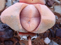 Didymaotus lapidiformis