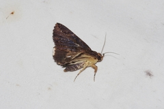 Ercheia dubia