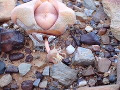 Didymaotus lapidiformis