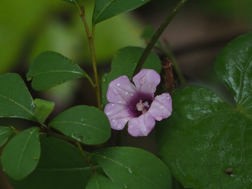 Ipomoea triloba
