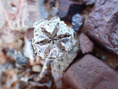 Didymaotus lapidiformis