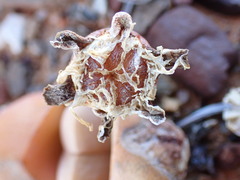Didymaotus lapidiformis