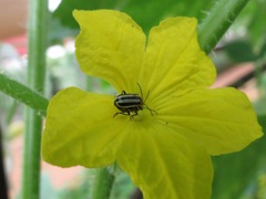 Acalymma trivittatum