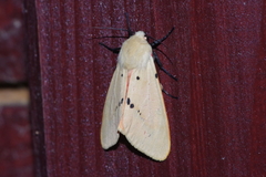 Spilarctia seriatopunctata