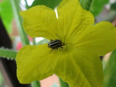 Acalymma trivittatum