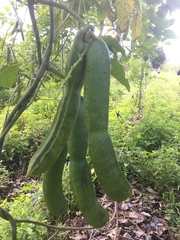 Canavalia ensiformis