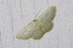 Idaea neovalida