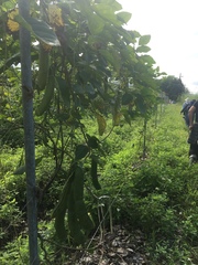 Canavalia ensiformis