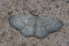 Scopula plumbearia