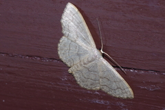 Scopula plumbearia