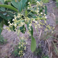 Helietta apiculata