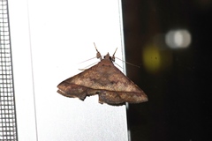 Hypospila bolinoides
