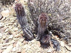 Euphorbia pillansii