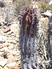 Euphorbia pillansii